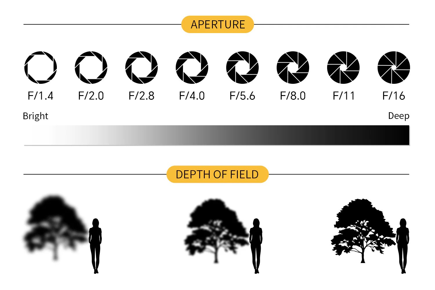 An illustration of how apertures impact depth of field.